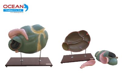 Mô hình dạ dày cừu